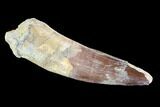 Real Spinosaurus Tooth - Huge Tooth #89121-1